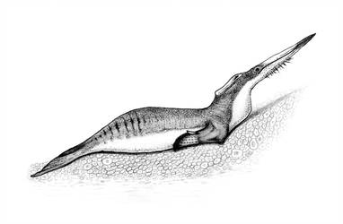 382x250 Speculative Biology Favourites