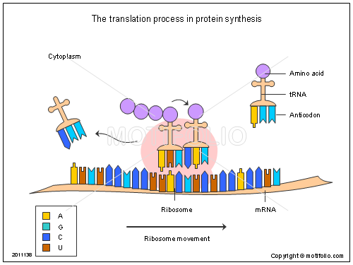 500x375 the translation process in protein synthesis illustrations