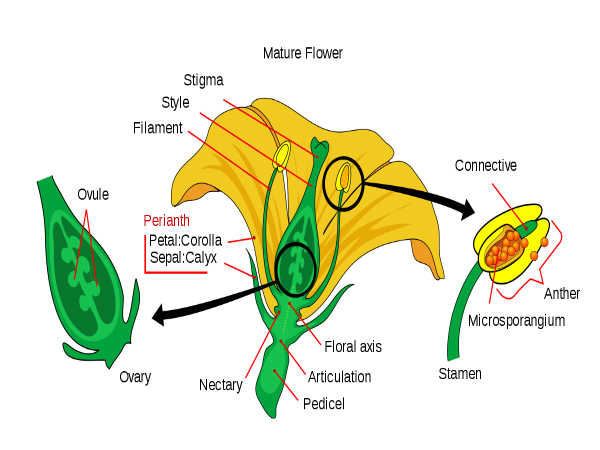 600x450 What Are Important Diagrams For Class Biology Board Exam