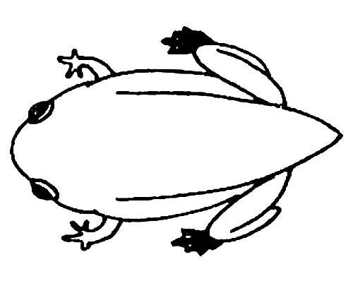 500x398 Amphibia Baby Frog Biological Drawings Characteristics