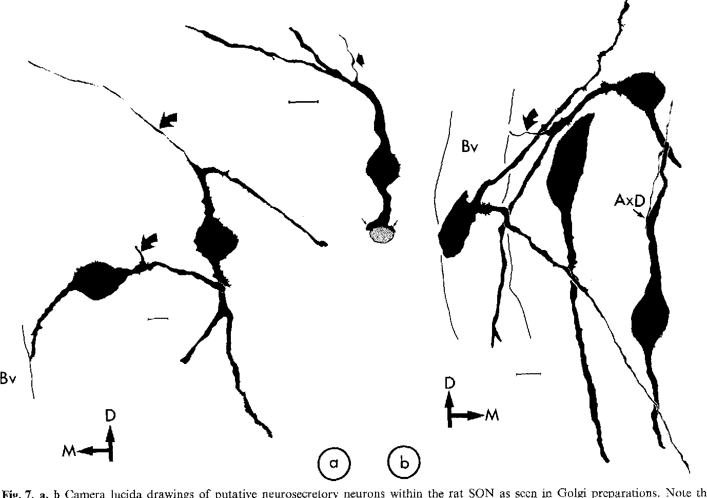 1378x970 Figure From Cytoarchitecture Of The Rat's Supraoptic Nucleus