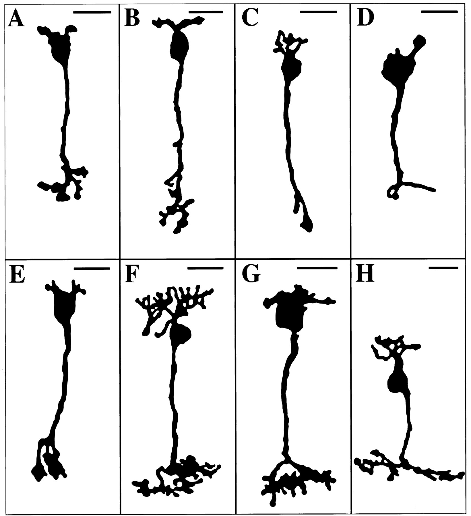 1641x1800 segregation of on and off bipolar cell axonal arbors