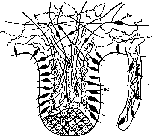 601x535 Animal Physiology