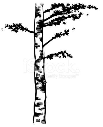 356x439 Birch Tree Stock Vector