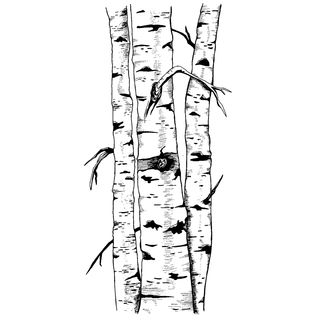 1050x1050 Birch Trunk Trio Gt Peddlers Den