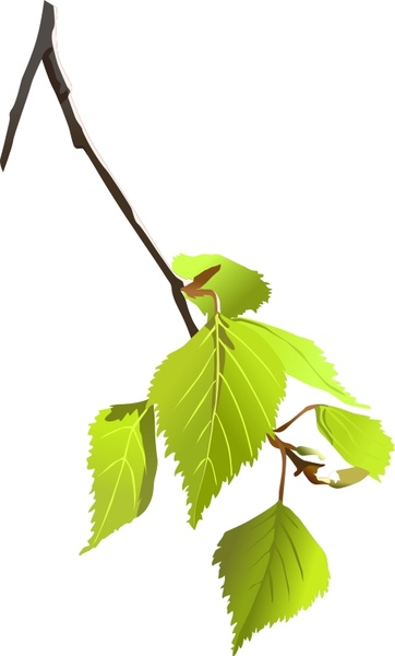 362x600 Birch Leafs Free Vector In Open Office Drawing