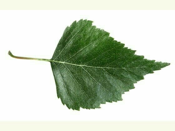 560x420 Birkenblatt Betula Pendula, Painted Leaves, Tree Leaves