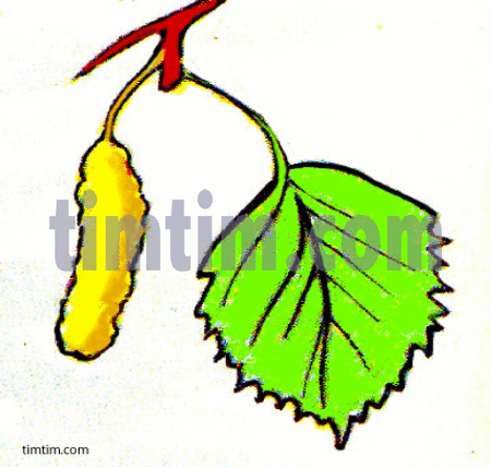450x429 Free Drawing Of Leaf Birch From The Category Climate Nature