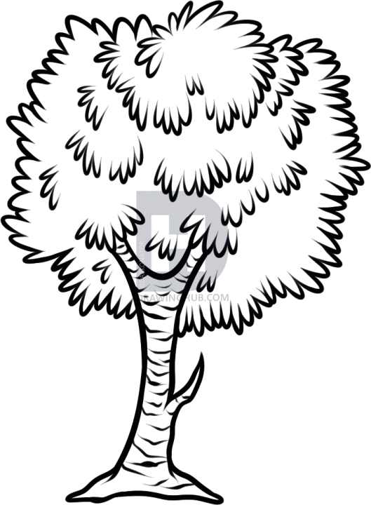 529x720 How To Draw A Birch Tree, Step
