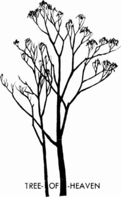 236x384 Awesome Drawing Trees Images Drawing Trees, Painting