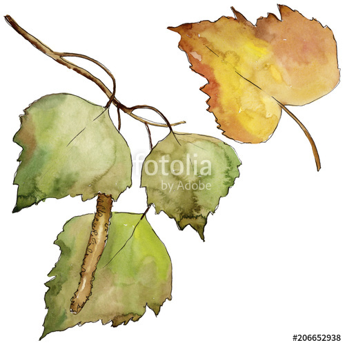 500x500 Leaves Birch In A Watercolor Style Isolated Aquarelle Leaf