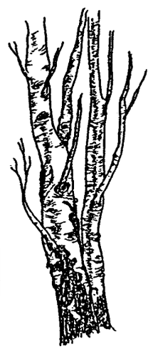 215x500 Middle Birch