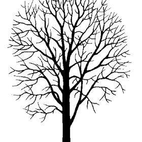 280x280 Bad Birch Botanicals