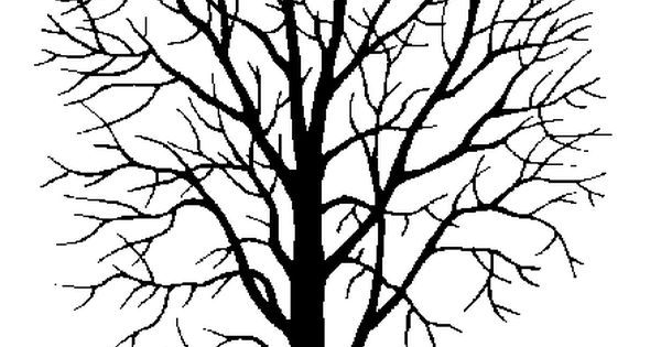 Birch Tree Drawing