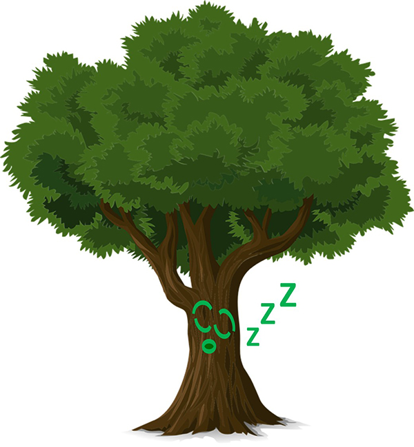 600x649 do trees sleep purdue extension forestry natural resources