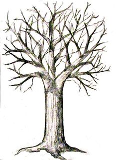 235x321 Awesome Tree Trunk Drawing Images Drawings, Insects, Pencil