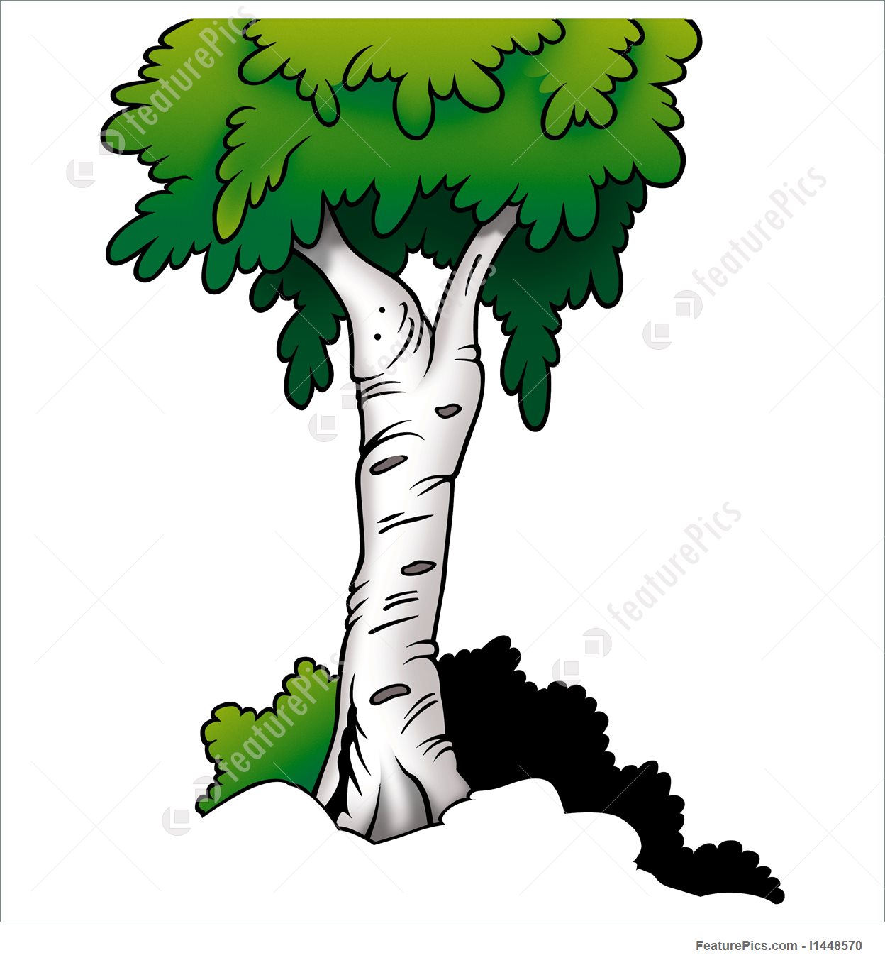 1248x1360 Plants Birch Tree