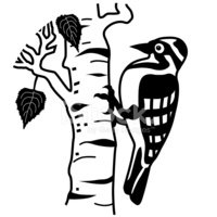 200x200 Woodpecker On Birch Tree In Black And White Stock Vectors