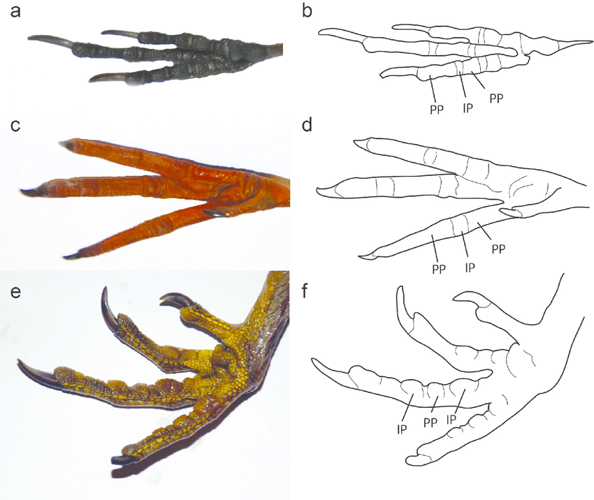 850x716 Examples Of Modern Bird Foot Morphology Photographs And Line