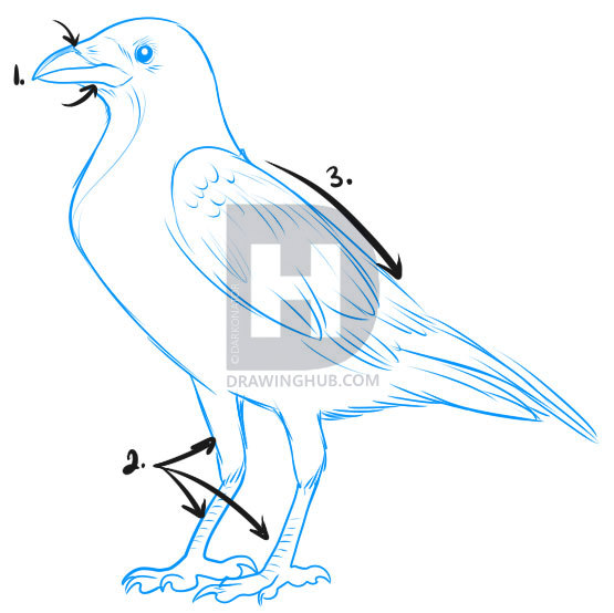 555x554 How To Draw A Crow, Step