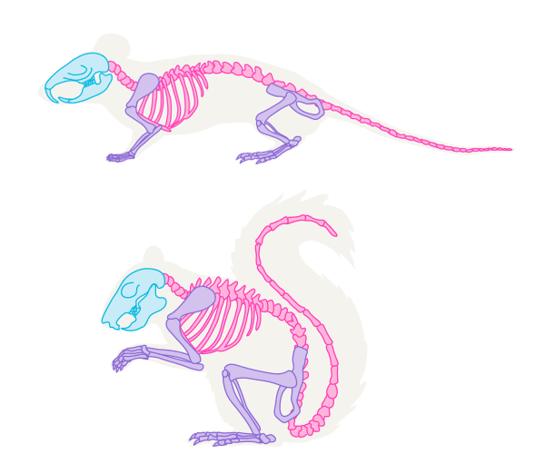 600x522 How To Draw Animals Small Rodents And Their Anatomy Drawing