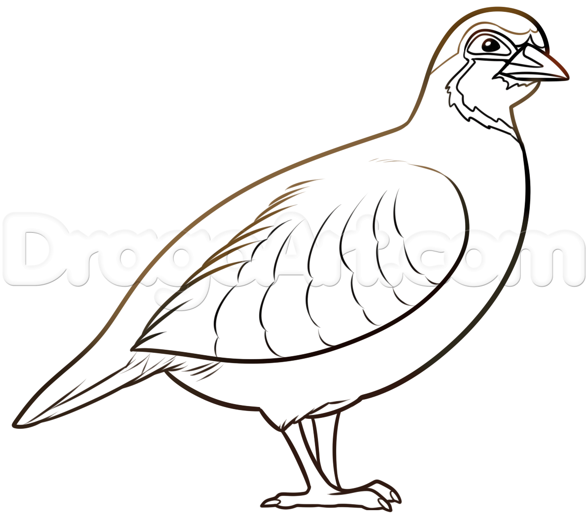 1191x1058 How To Draw A Partridge, Step