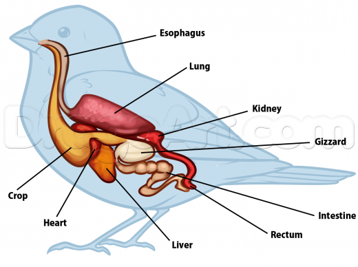 520x388 Learn Bird Anatomy Drawing, Birds, Animals, Free Step