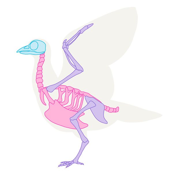 600x600 Howtodrawbird Skeleton Draw Paint In Animal
