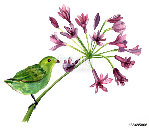 500x430 A Watercolor Drawing Of A Green Bird On A Branch Of Purple Flowers