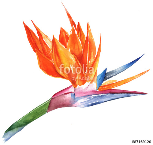 500x475 A Watercolor Drawing Of A Tropical 'bird Of Paradise' Flower