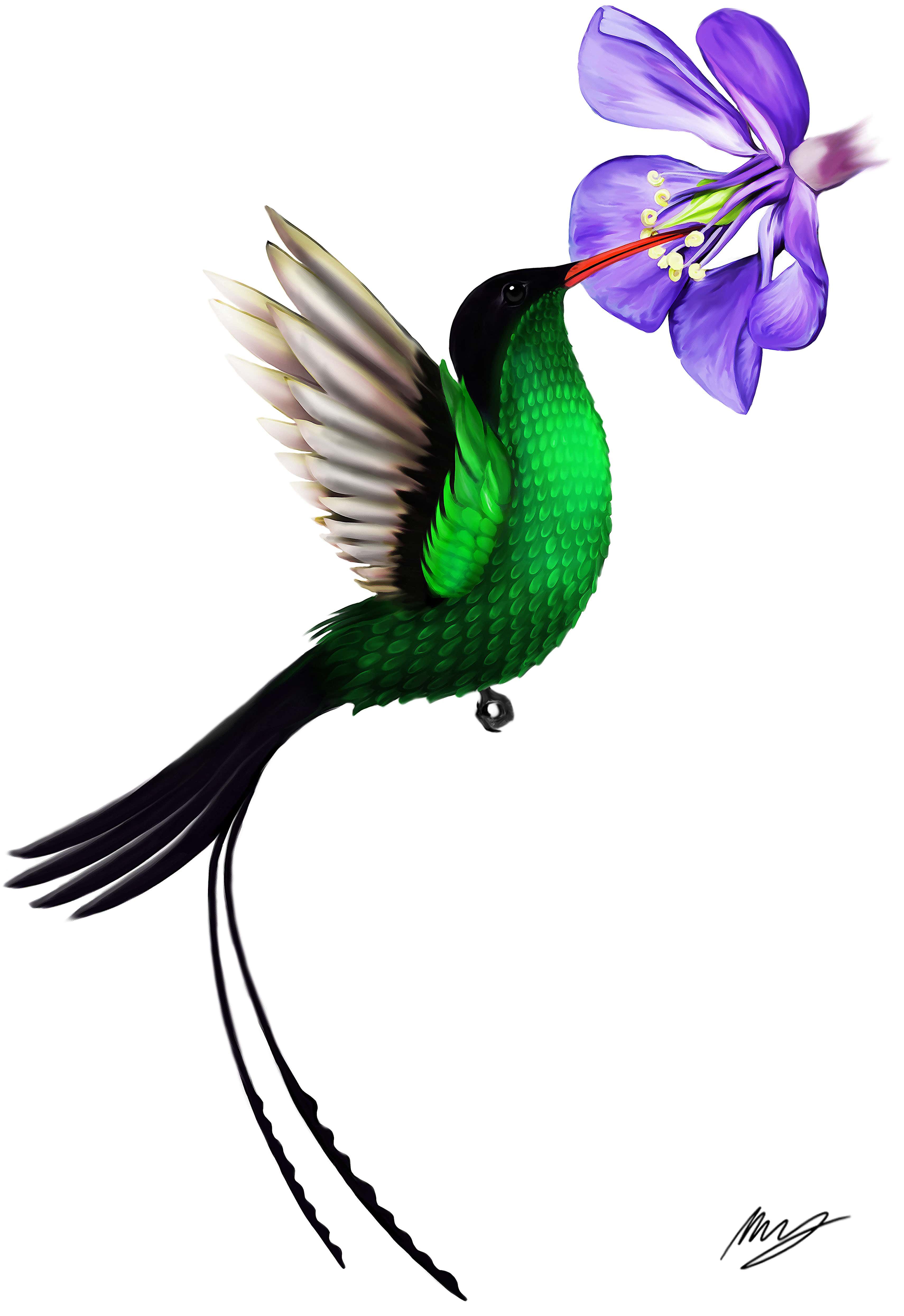 3421x4975 Jamaican National Birdflower Tattoo Commission Drawing