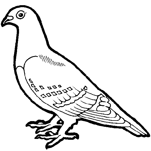 523x525 Huge Collection Of 'bird Drawing Outline' Download More Than