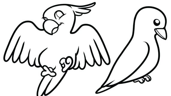 570x320 How To Draw Easy Birds Step