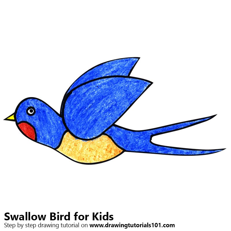 800x800 Learn How To Draw A Swallow Bird For Kids