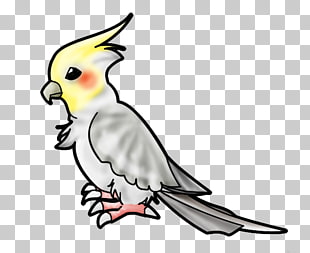 310x253 Cockatiel Budgerigar Bird Drawing Bird Png Clipart Free