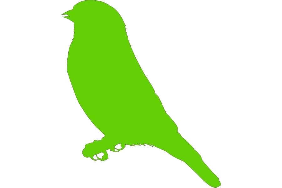 900x600 Parrot Drawing Pictures Parrot Bird Drawing Images