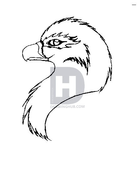 437x573 How To Draw A Bird Head, Step