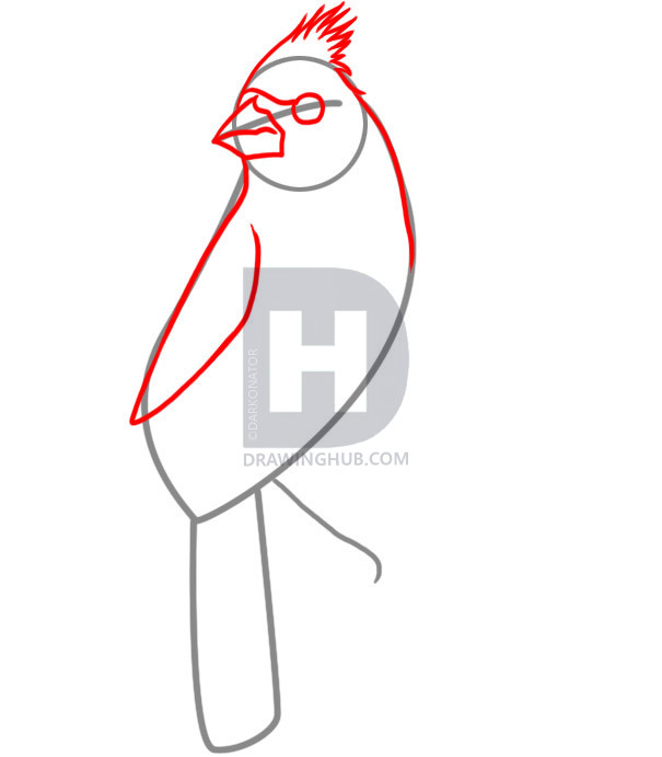 605x691 How To Draw A Cardinal, Step