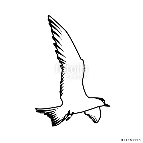 500x500 Gull A Seagull With A Black Head Silhouette Of A Seagull Birds