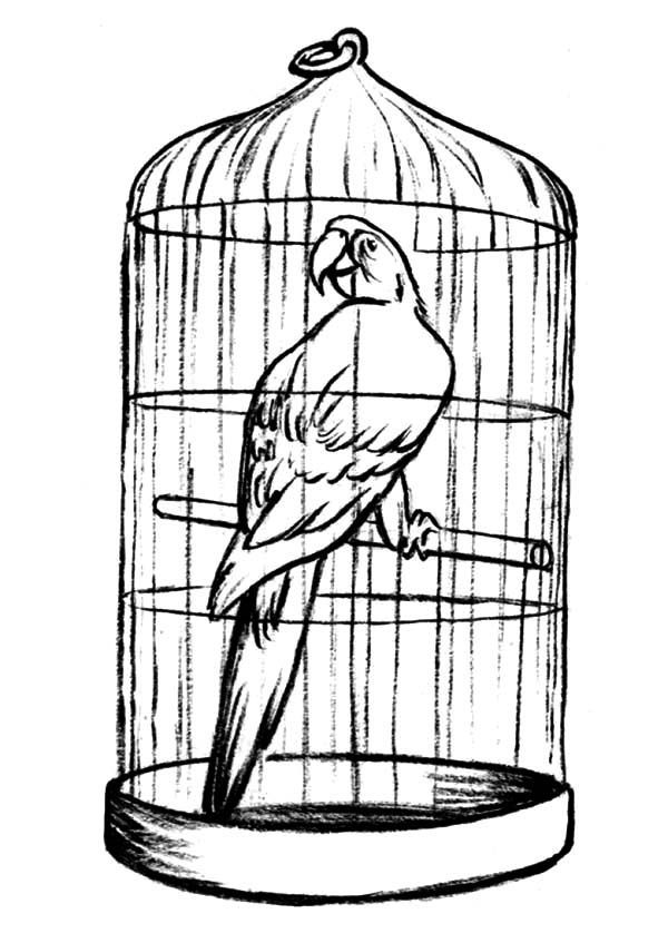 600x847 parrot in bird cage for sale coloring pages parrot cage diy