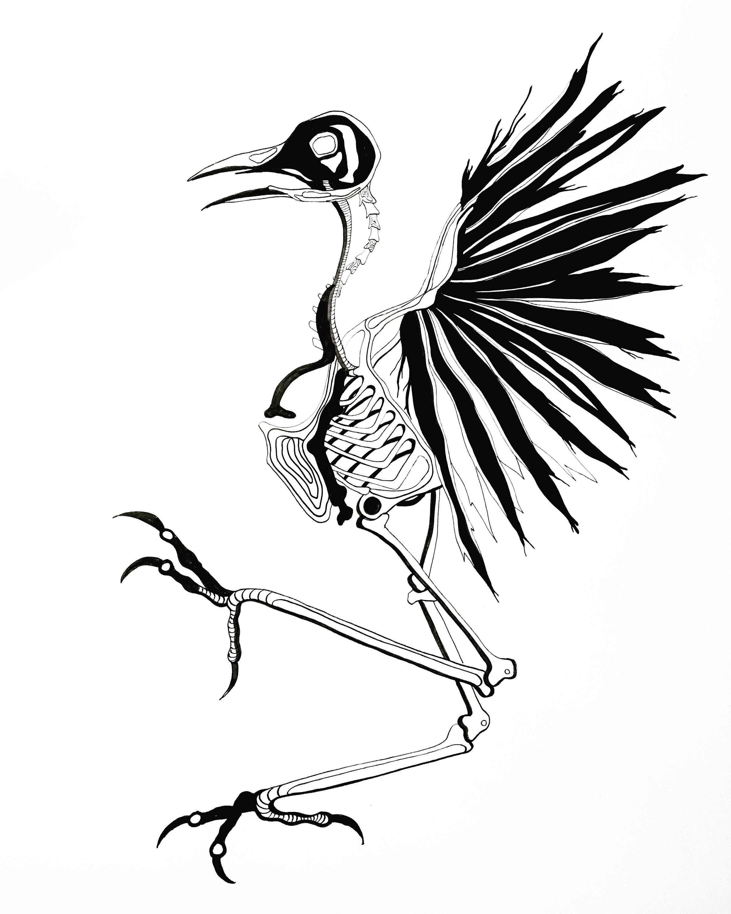 2400x3000 Bird In Flight Skeleton Sumi Ink Pen Drawing X Etsy
