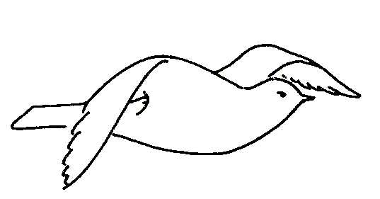 537x281 Drawings Of Birds