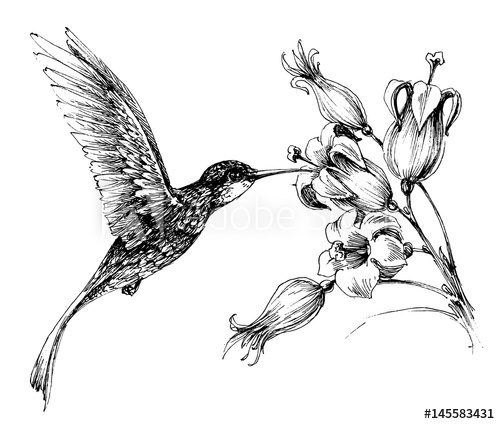 500x424 Hummingbird In Flight Drawing