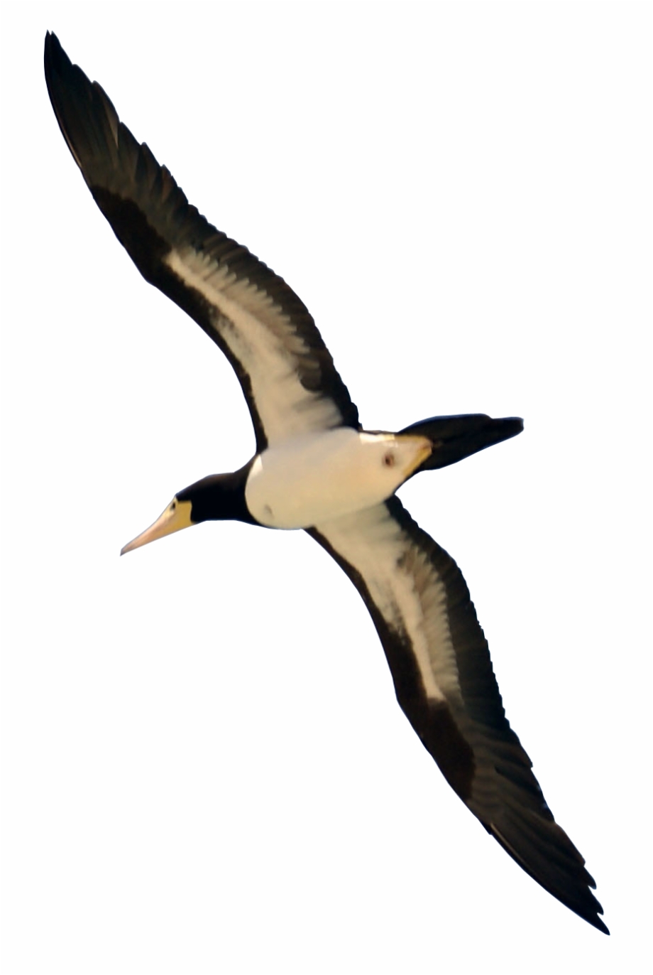 920x1372 Bird Flying