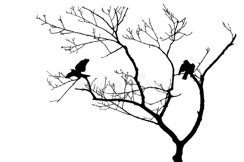 800x533 bird in tree silhouette birds tree silhouette isolated bare white