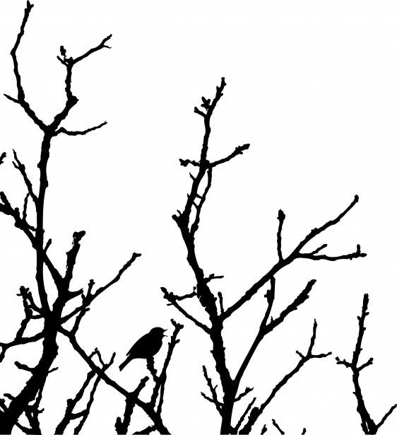 562x615 Bird In Tree Silhouette Free Stock Photo