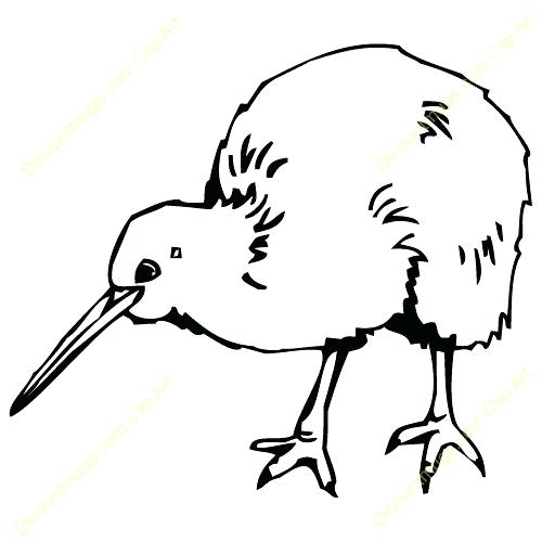 500x500 black outlined kookaburra bird vector drawing canvas lady bird