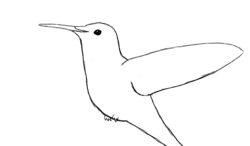 1024x600 Drawing A Cartoon Hummingbird Simple Hummingbird Line Drawing Draw