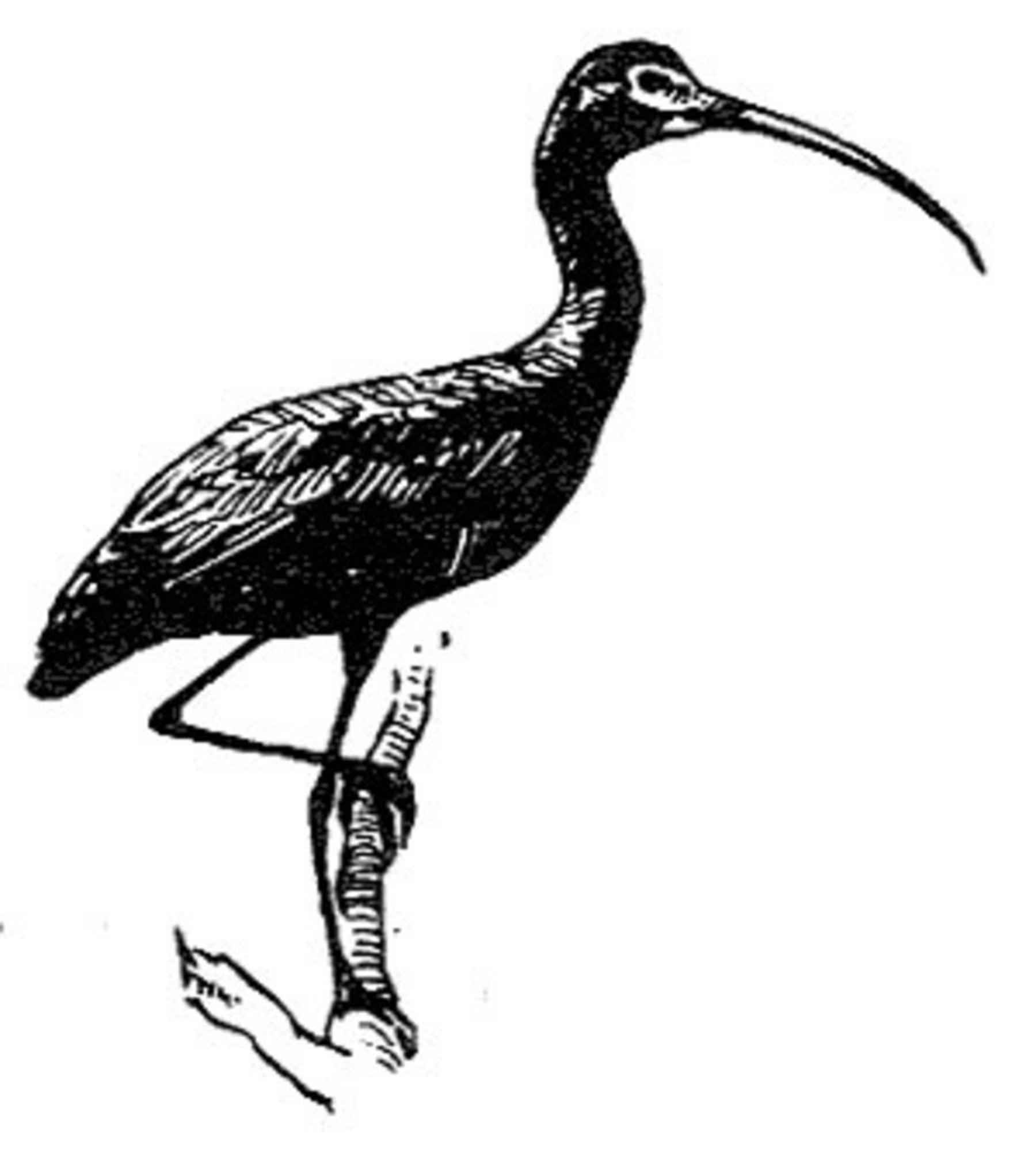 1800x2004 Free Picture Glossy, Ibis, Bird, Line, Drawing, Black And White