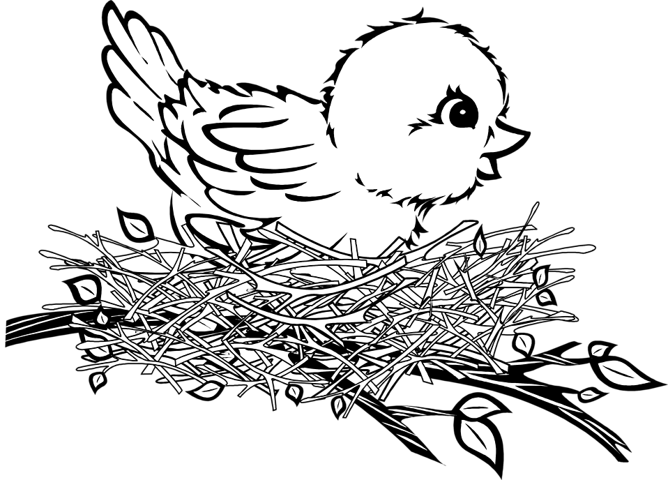 958x688 Cartoon Birds Nest Patterns Cartoon Birds, Photo Illustration